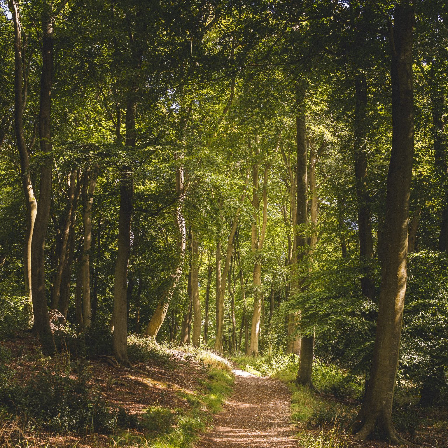 What is a simple funeral? Willow Lake